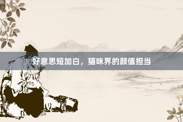 好意思短加白，猫咪界的颜值担当